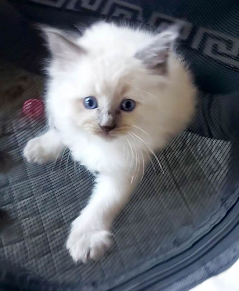 6 Gorgeous blue eyed ragdolls