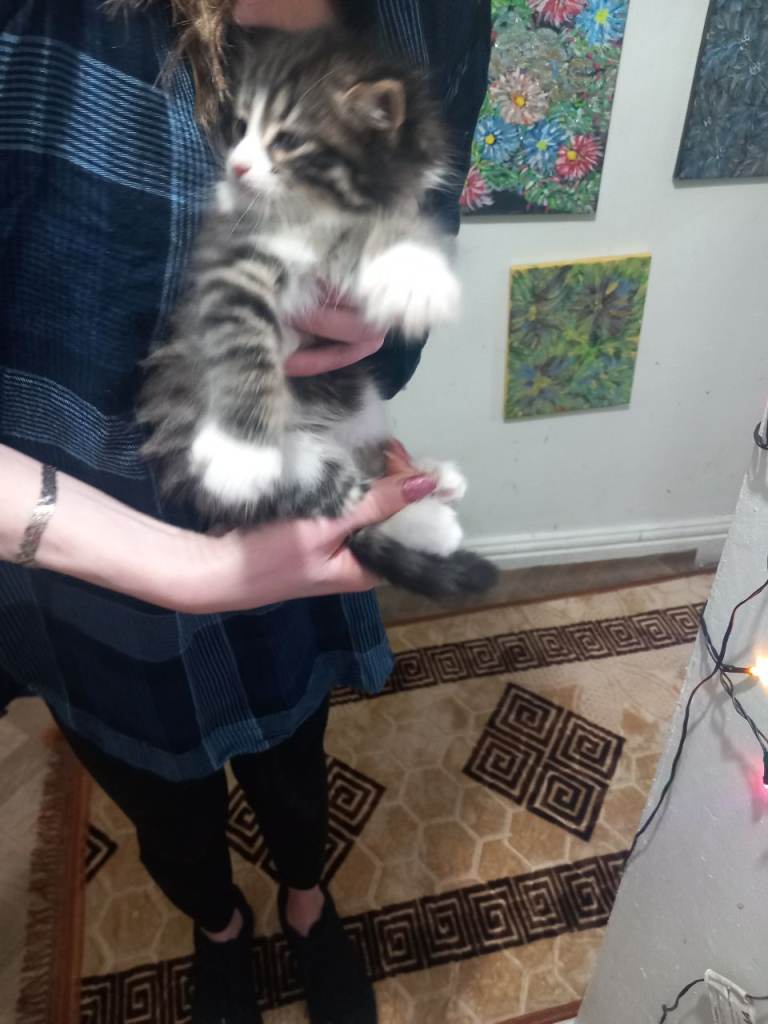 He will be 2 months old on December 17. Thick fur, nice and friendly boy kitten. Rare and beautiful.