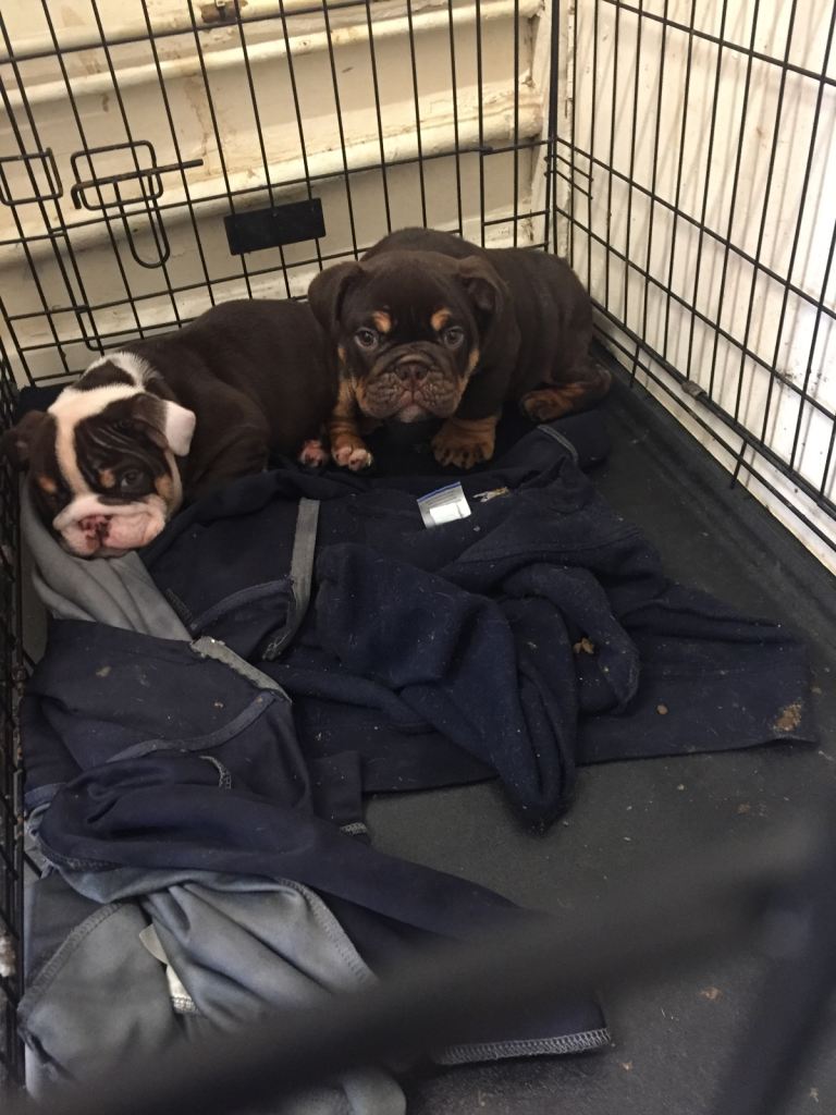 2 English bulldog puppies need rehoming
