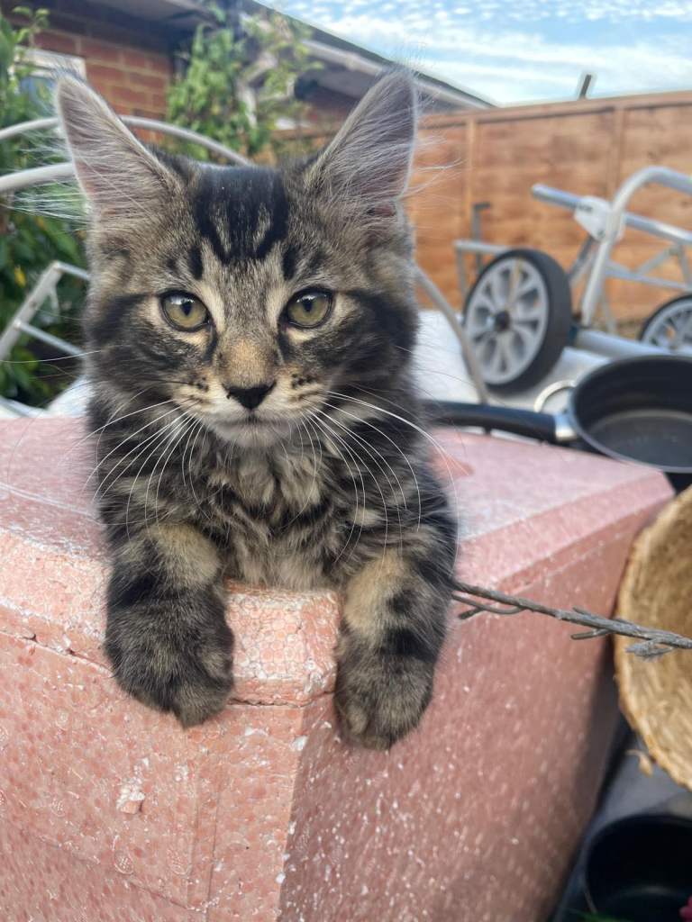 KITTENS FOR SALE 