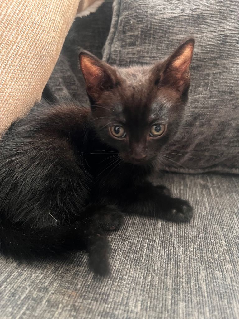 Black kittens 