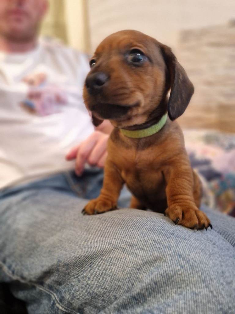 Miniature dachshund puppies