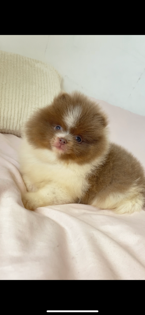 Pomeranian puppy ready now 