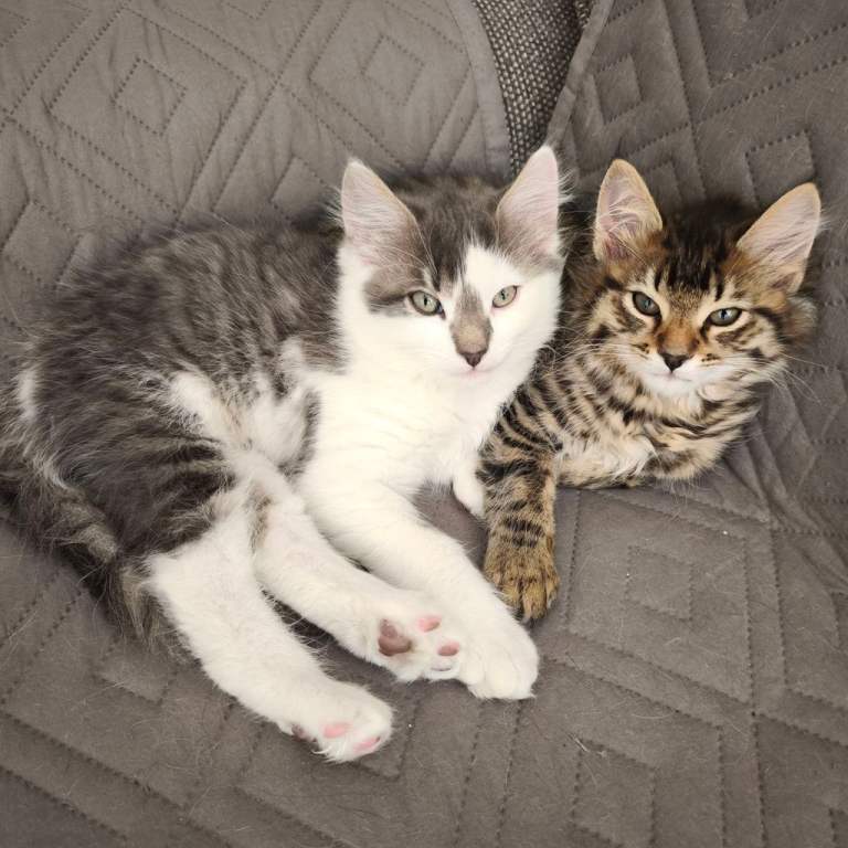 Graceful and playful brothers