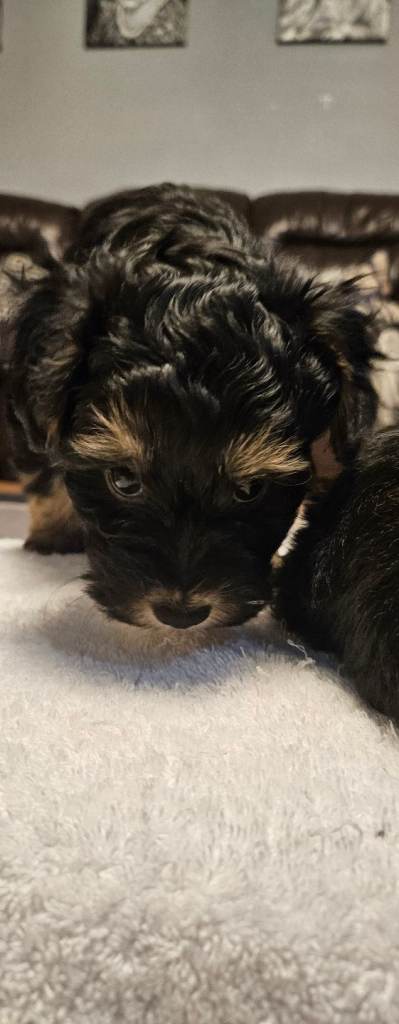 Yorky  puppies