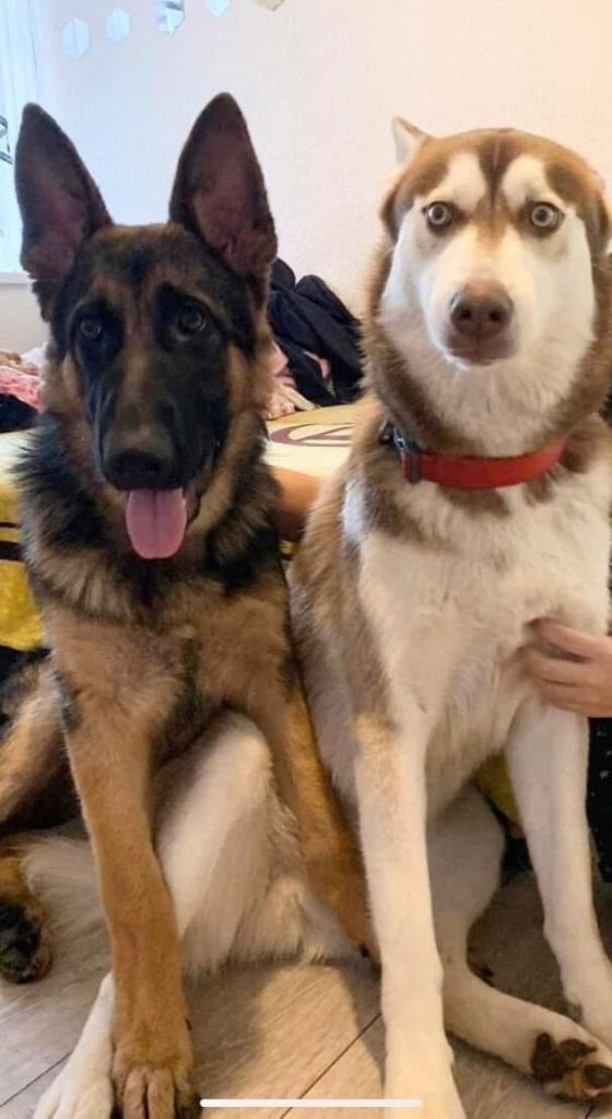German shepherd and Siberian husky mix puppies 