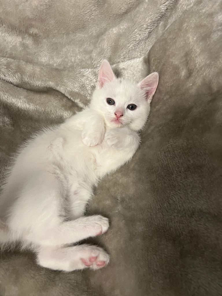 Beautiful White British shorthair kitten cross 