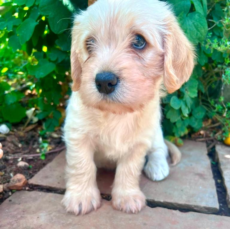 Labrador - Cavachon - rare F1 Cavador puppies