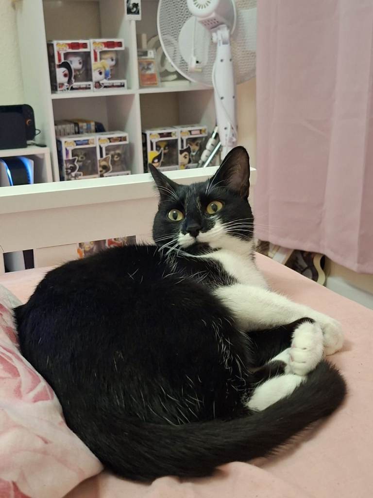 Female cat 