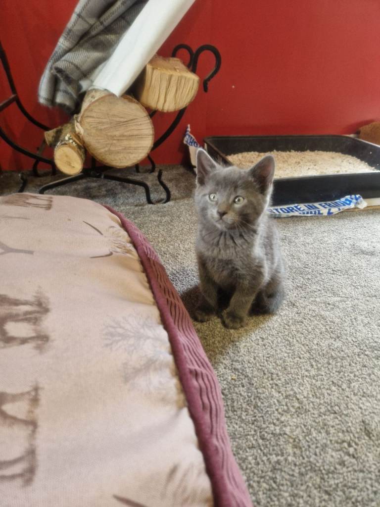 Grey kittens for sale