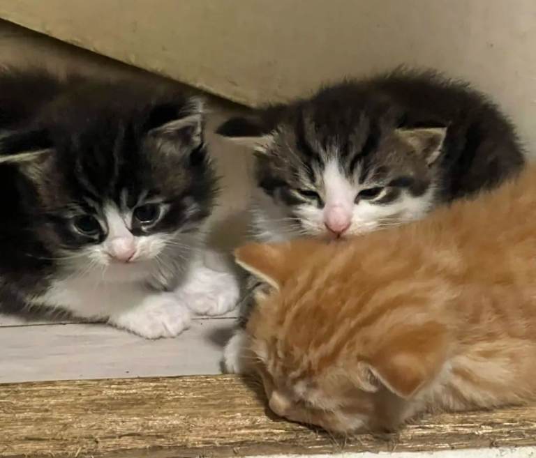 4 mixed kittens for sale £60 each offers available
