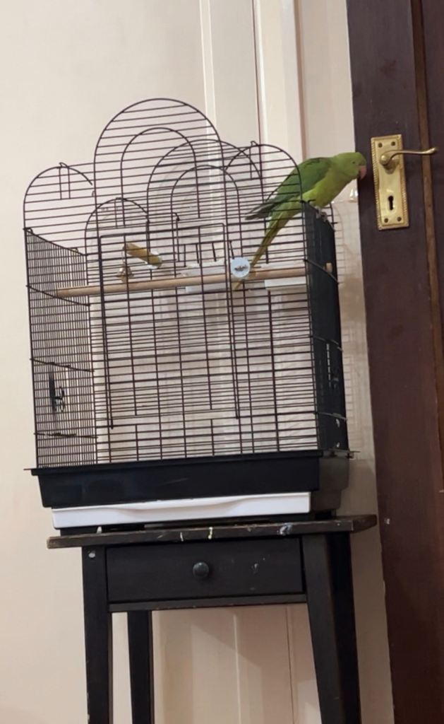 Parrot cage and stand with bird for sale