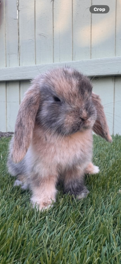 Mini lop bunny