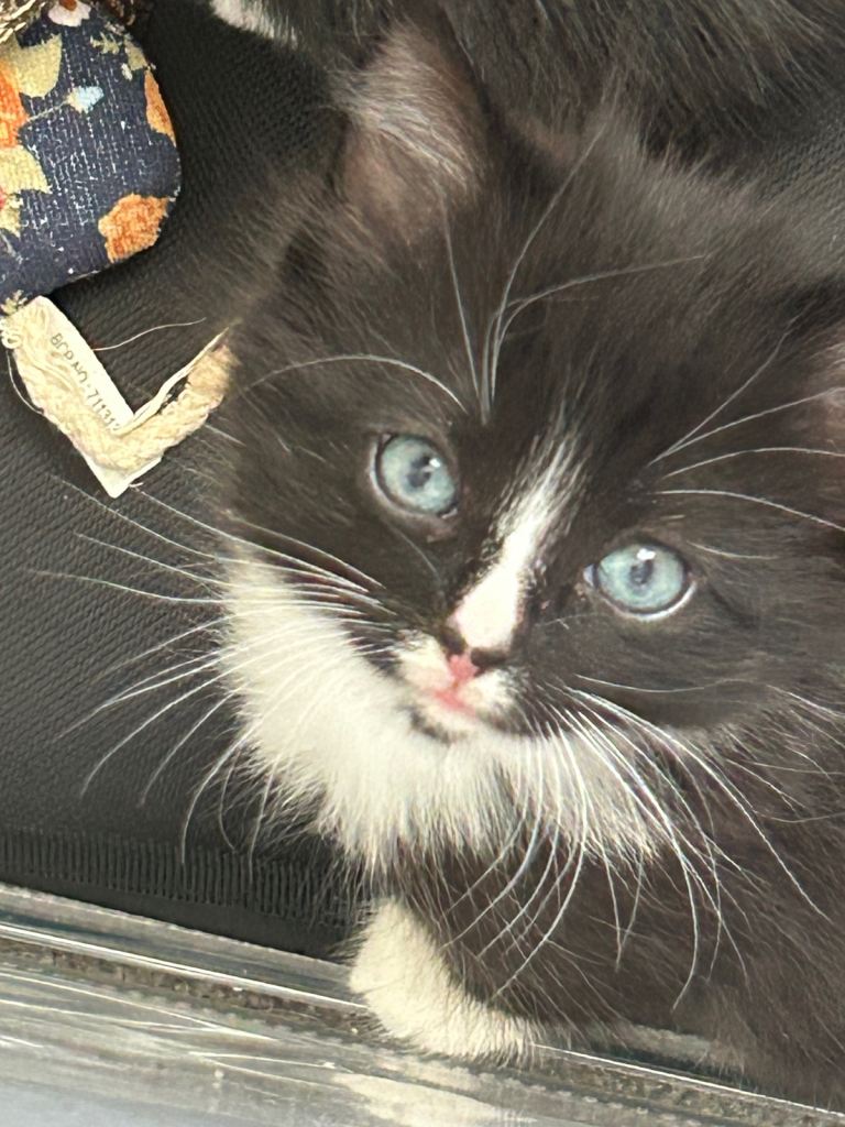 Beautiful Fluffy Kittens for sale