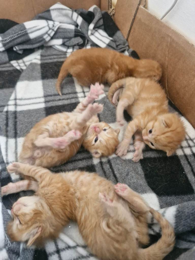 Beautiful ginger kittens