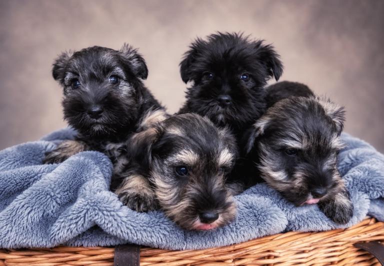  🔥 KENNEL CLUB 🔥 REGISTERED MINIATURE SCHNAUZER 