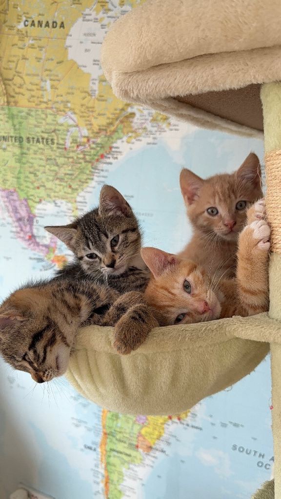 Kittens for sale £200 