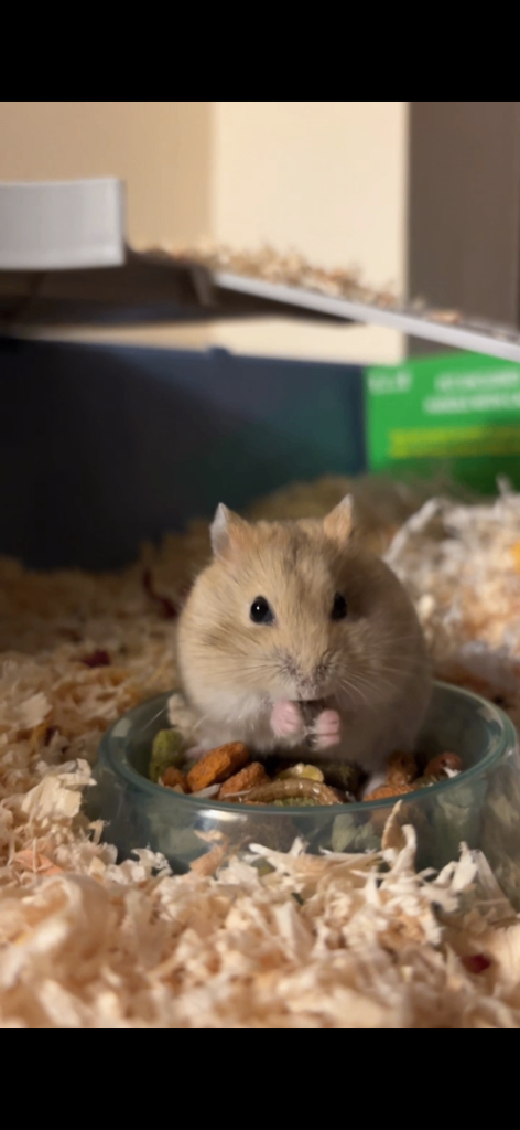 Dwarf Hamster
