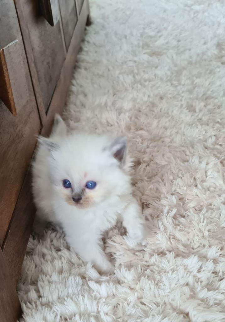 Blue Point& Seal Point Ragdol kittens 
