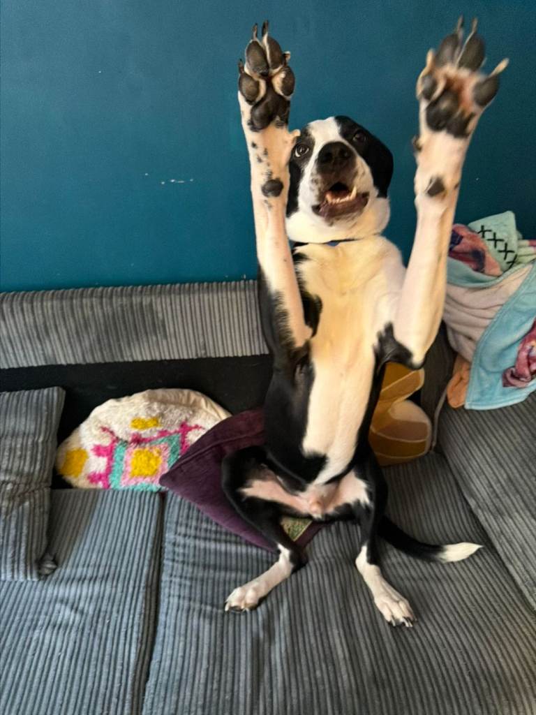 Dog 