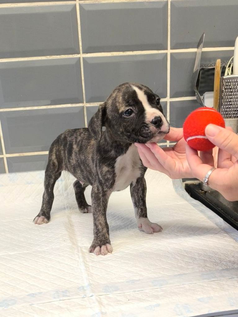 2 X 8 wk old male Staffordshire collie mix puppies 