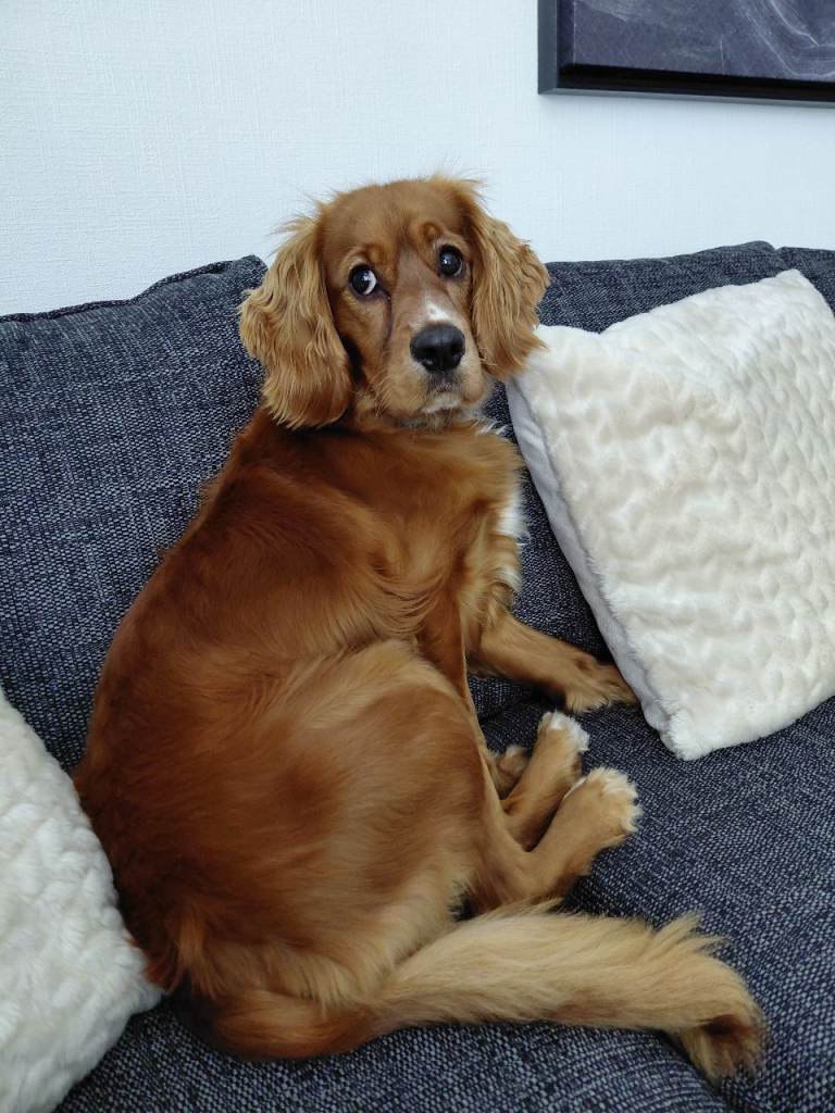 16 month old Cocker Spaniel/King Charles