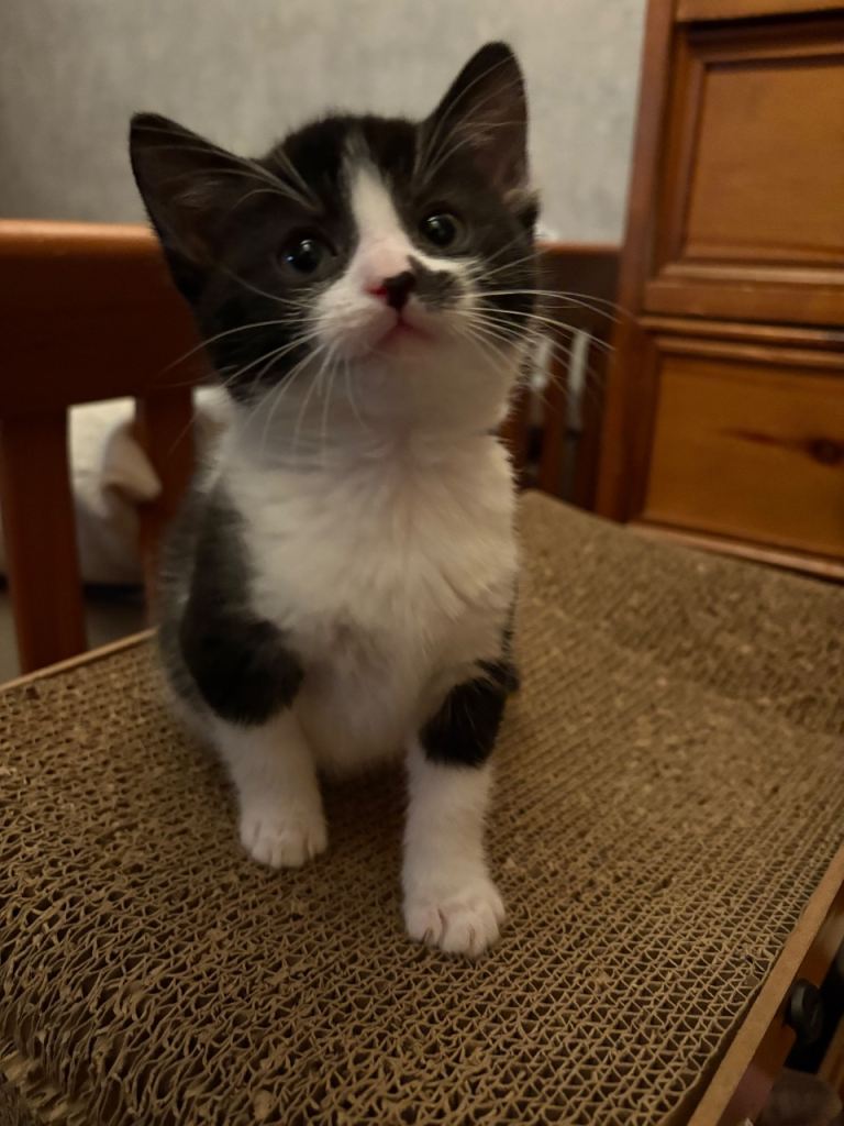 Adorable Black-and-White Kitten with Heart-Shaped Mark Ready for His New Home from 15/12/25 