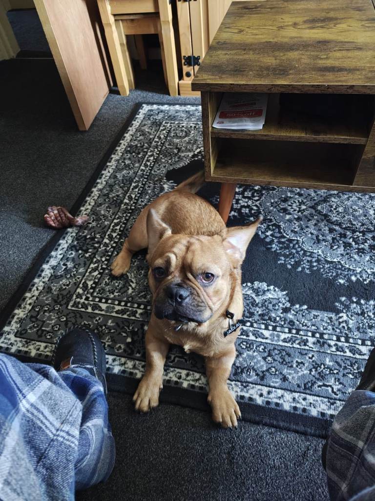 16 months old male puppy for sale