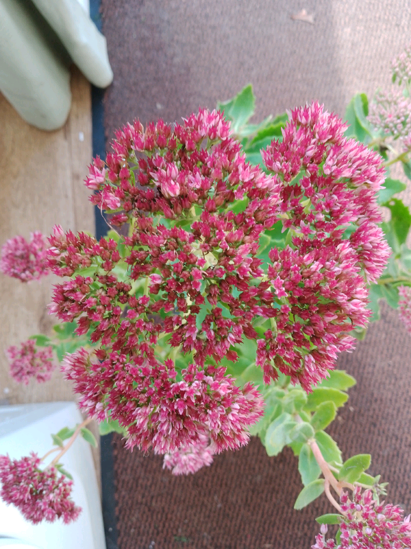 Sedum plant spectabile group pink- £2per pot