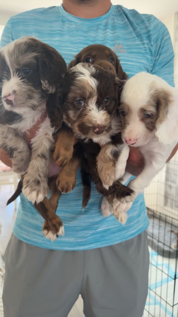 Cockapoo F1B puppies 