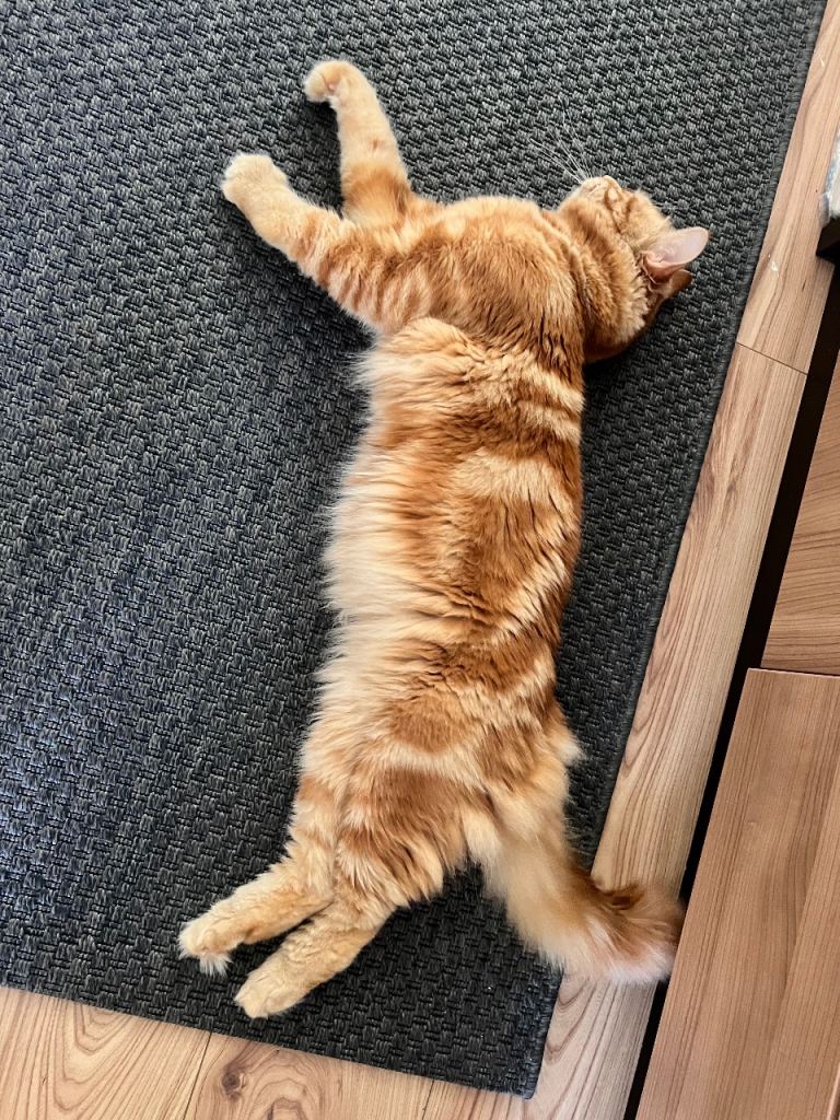Wonderful Ginger Maine Coon Cat