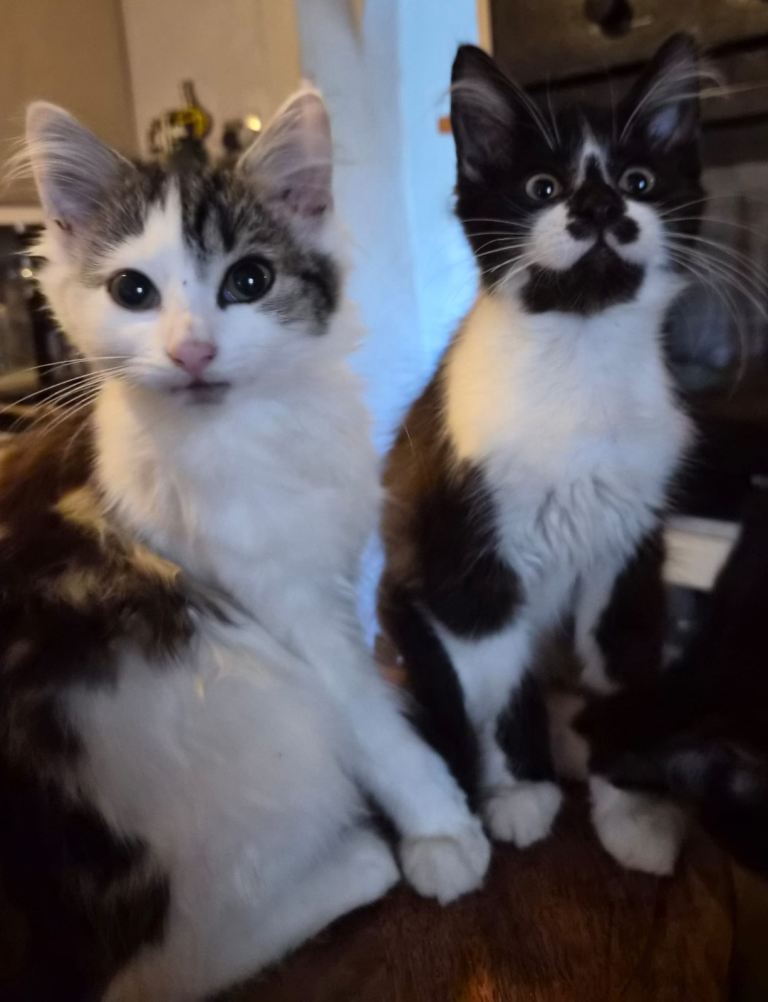 Kittens for sale