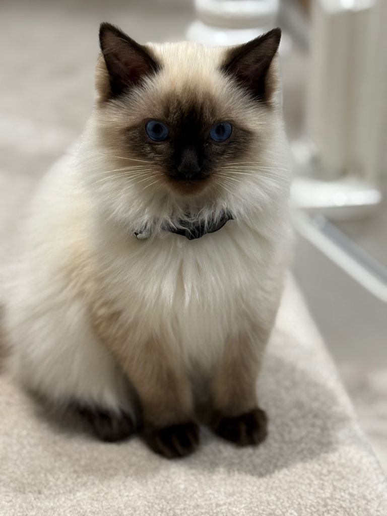 X2 Ragdolls for sale 