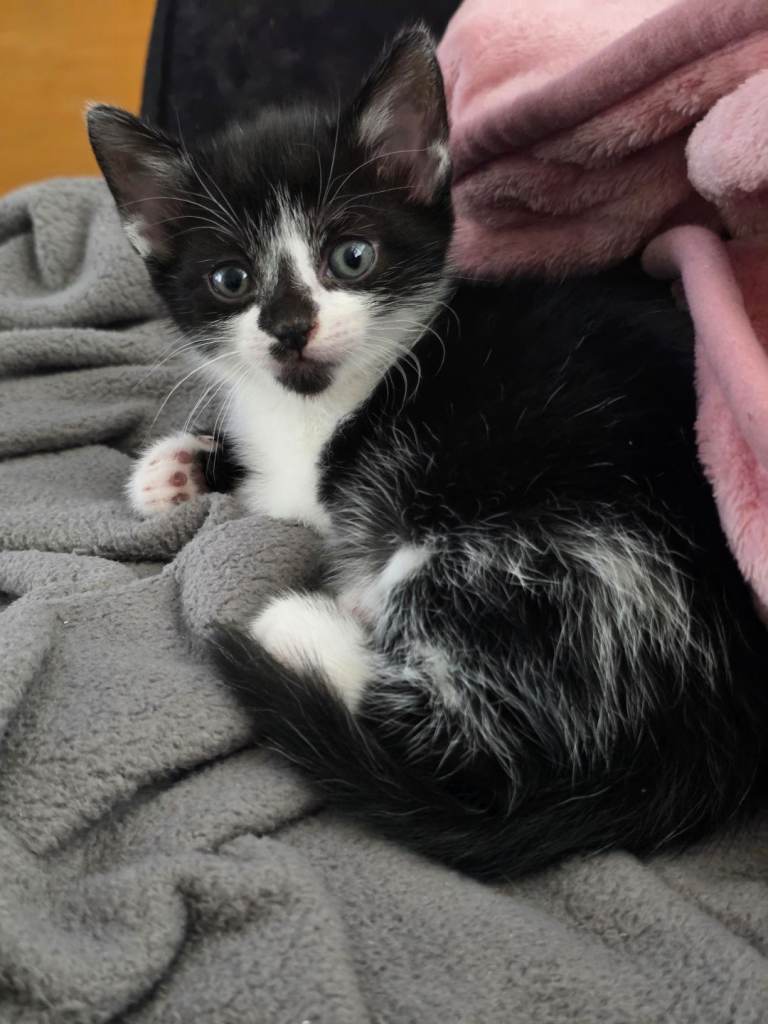 Kitten for sale