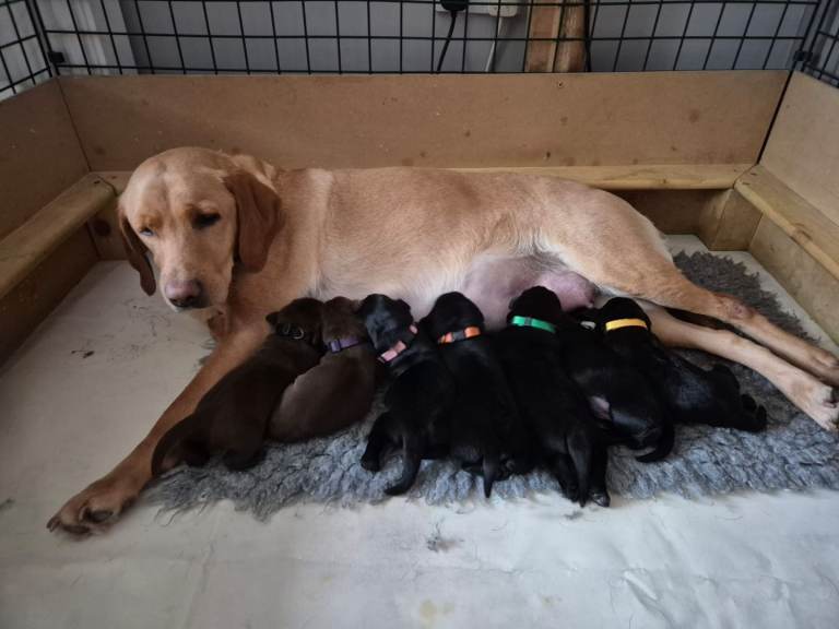 Adorable KC registered Labrador puppies 