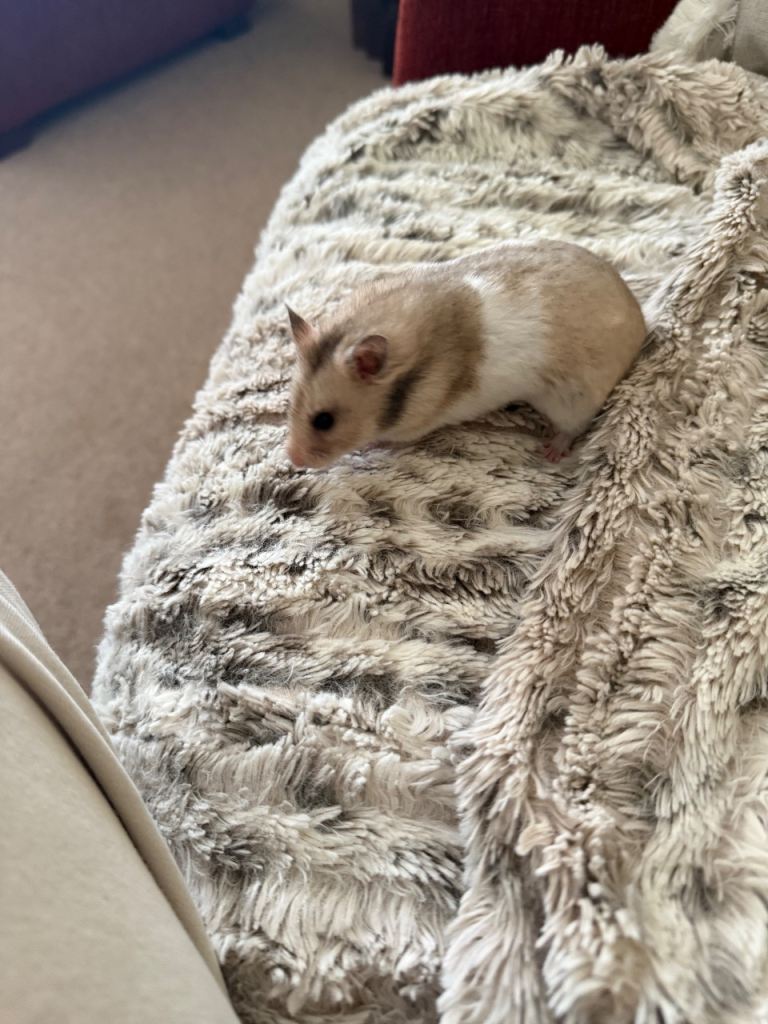 Syrian hamster 