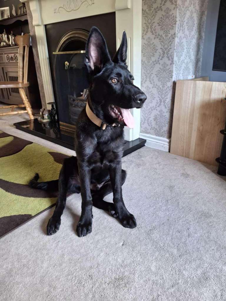 IKC Registered Solid Black German Shepherd Male – 6 Months Old