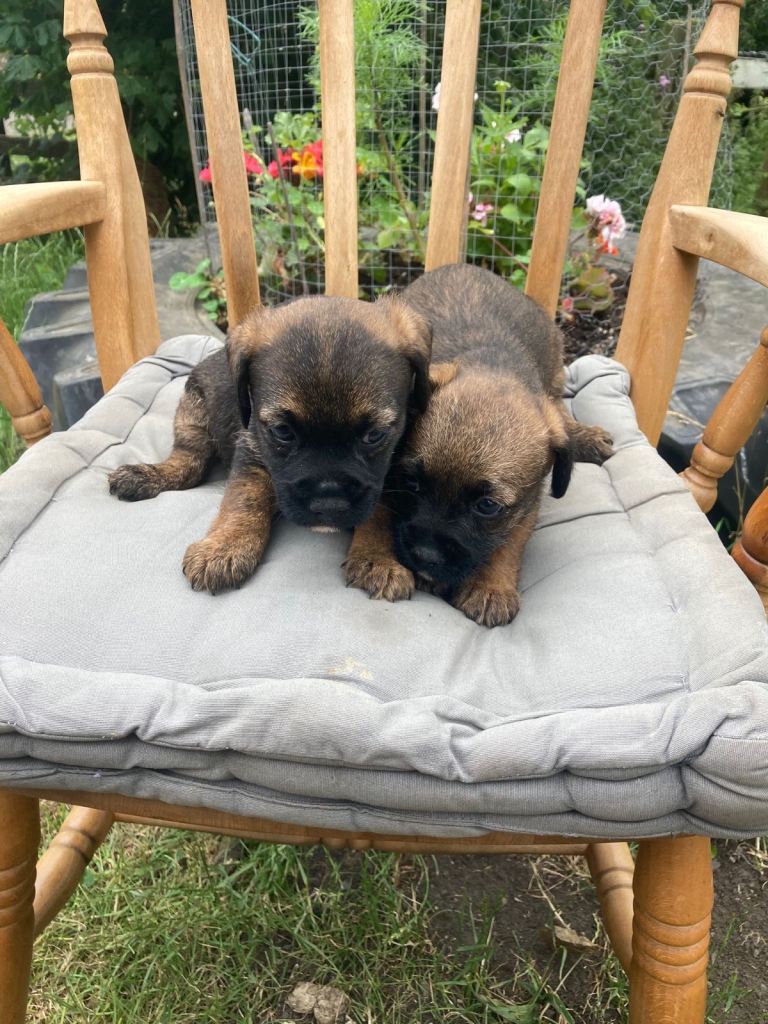 Border Terrier Puppies 