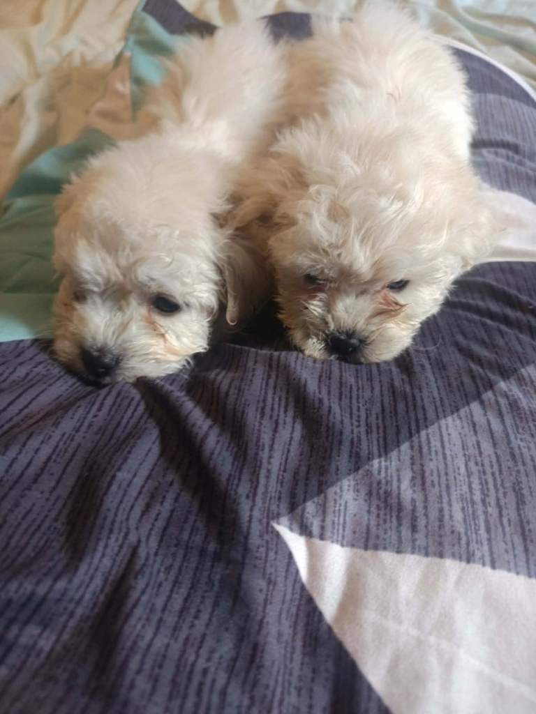 Bichon puppies for sale 