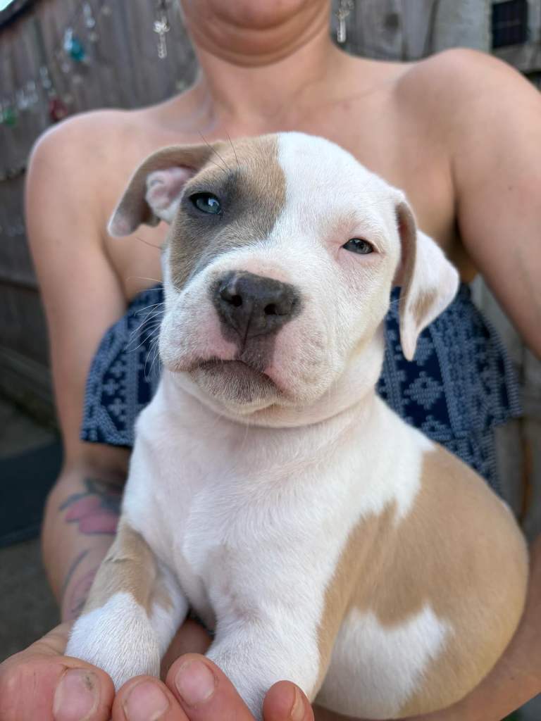 Puppy Girls Staffy