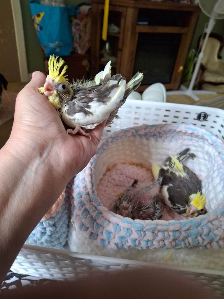 Cockateil babies 