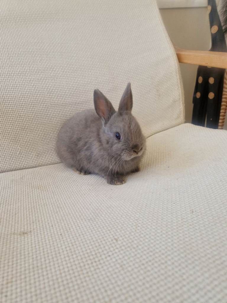 Lilac Netherland dwarf cross