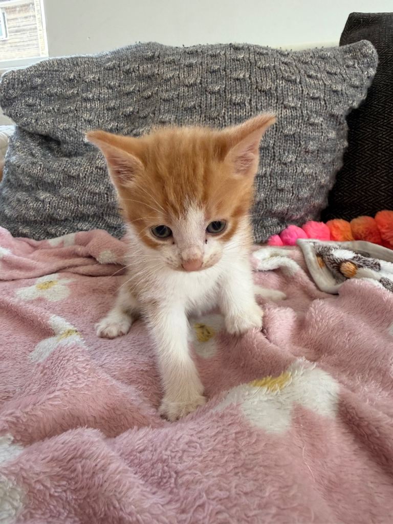 2 kittens for sale