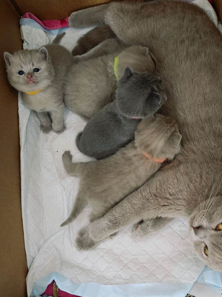  🐾🐾​🌟 British shorthair kittens - Gorgeous Lilac & Blue Kittens