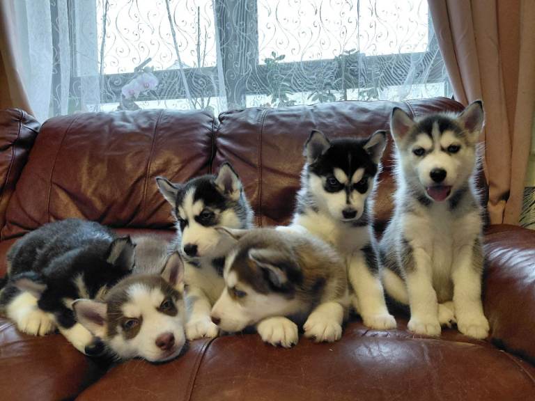 Husky puppies for sale