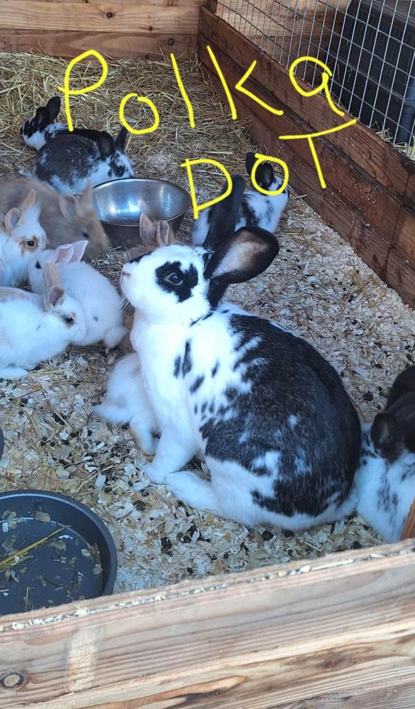 Rabbits