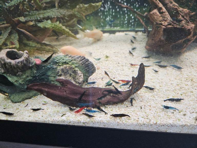 Shrimp