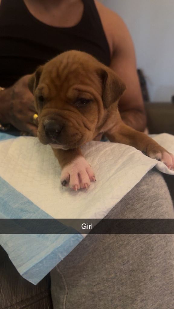 Beautiful Staffordshire bull terrier puppies 