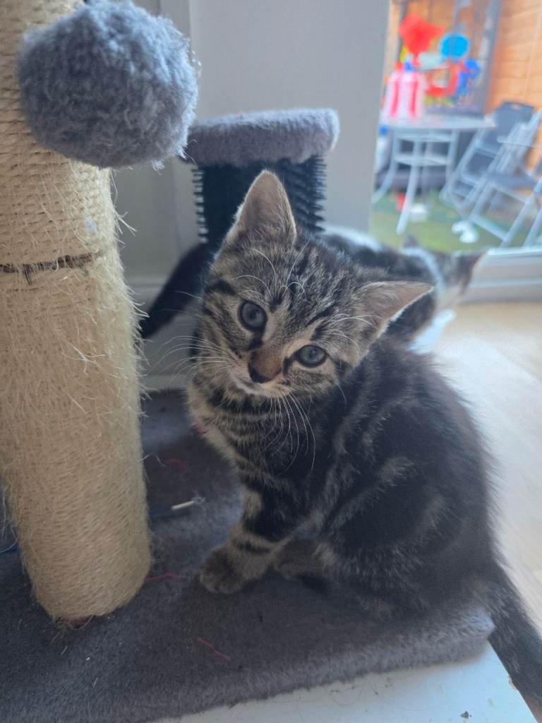 Adorable 11-Week-Old Kittens Ready for Their Forever Homes – 5 Boys & 1 Girl 🐾