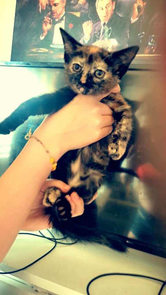 Adorable kittens for homing 